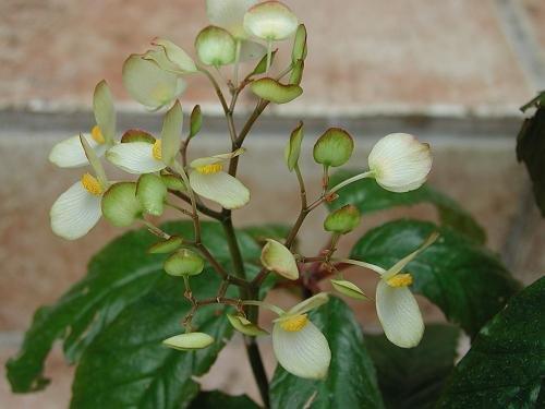 B. macdougallii var. purpurea hort.